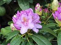 Rhododendron 02.JPG