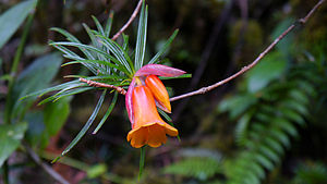 Kinabalu: Name, Geologie, Vegetation