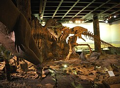 Müzede sergilenen dinozor iskeleti.