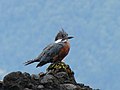 Ringed Kingfisher in southern Chile