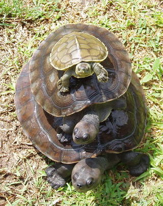 Trois tortues de différentes tailles placées les unes sur les autres avec la plus grosse en bas