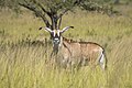 * Nomination Roan antelope (Hippotragus equinus equinus) --Charlesjsharp 17:20, 13 May 2024 (UTC) * Promotion  Support Good quality. --AuHaidhausen 20:29, 13 May 2024 (UTC)