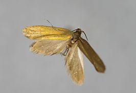 Roeslerstammia pronubella