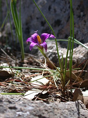 Romulea phoenicia 2.JPG