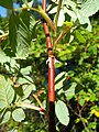 Opposite prickles and red bark