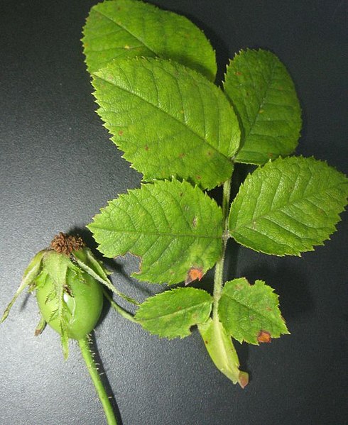 File:Rosa pseudoscabriuscula leaf (02).jpg