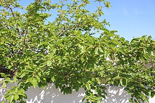 <i>Morus alba</i> Species of plant