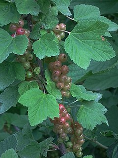 <i>Ribes spicatum</i> Species of plant in the genus Ribes