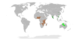 The range of Rothia       Rothia hirsuta       Rothia indica subsp. australis       Rothia indica subsp. indica