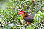 Miniatuur voor Bestand:Roufus Hornbill.jpg