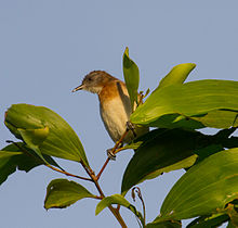 Rufous-banded honeyeater in black eattle - Fogg Dam - Northern Territory - Australia Rufous Banded Honeyeater in Black Wattle - Fogg Dam - Northern Territory - Australia.jpg