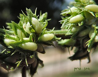 <i>Rumex dentatus</i> Species of flowering plant