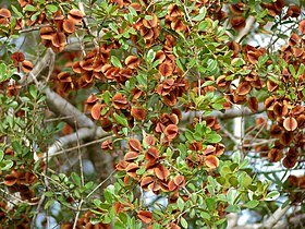 Russet Bushwillow (Combretum hereroense) (13625601564).jpg