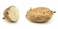 Russet Burbank potato