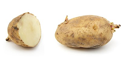Russet potato (Solanum tuberosum)