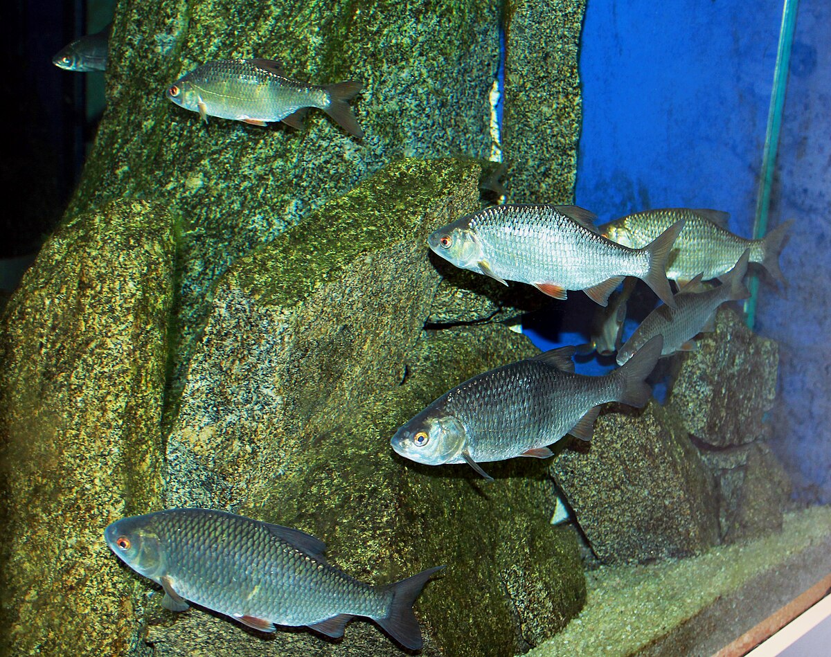 poisson rouge - Wiktionary, the free dictionary