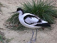 AvocetP1050110.jpg