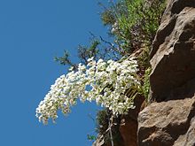 Inflorescencia