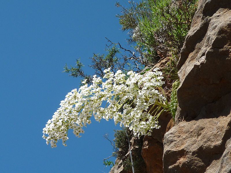 File:SAXIFRAGA LONGIFOLIA - LA COMA - IB-847 (Corona de rei).JPG