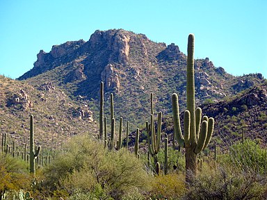 Saguaro National Park (Arizona)