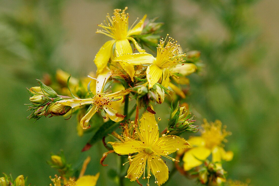 Hypericum perforatum