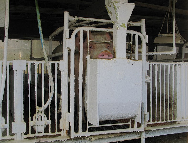 File:Saitama Domestic Pig In Pigpen 1.JPG