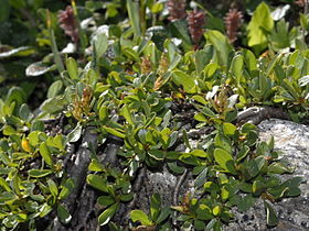 Salicaceae - Salix retusa.jpg