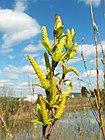 Salix alba 005.jpg