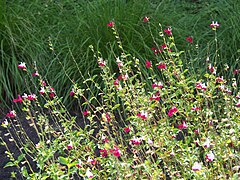 Salvia 'Novasalfuc' 2023-07-30 04.jpg