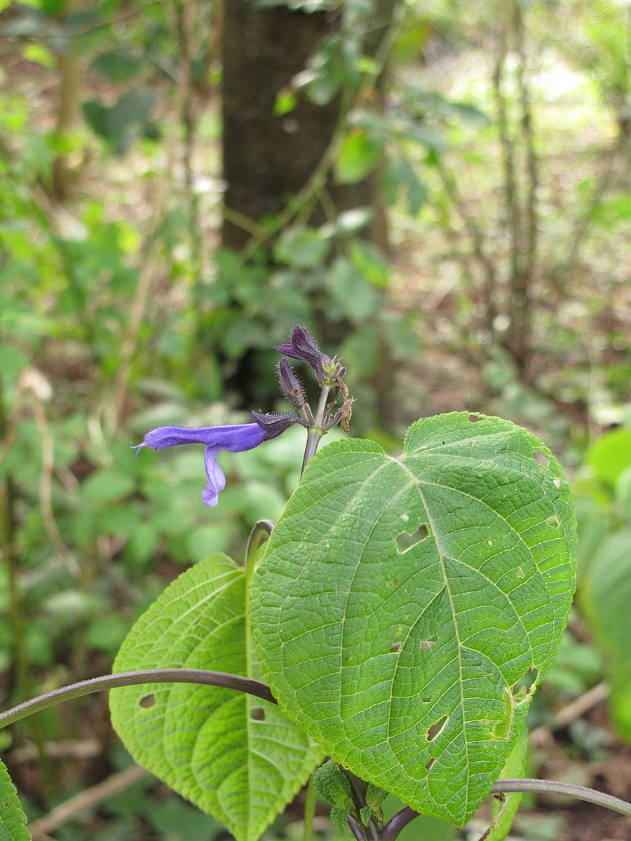 Salvia recurva