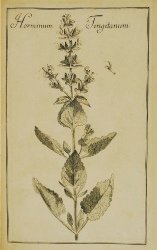 <i>Salvia tingitana</i> Species of flowering plant