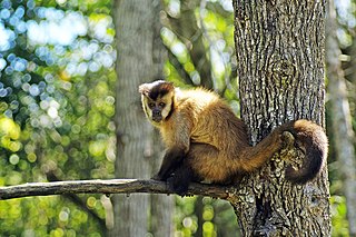 <span class="mw-page-title-main">Azaras's capuchin</span> Species of New World monkey