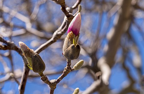 Saucer magnolia buds starting to flower at the Brooklyn Botanic Garden.