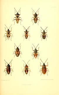 <i>Taphropeltus contractus</i> Species of true bug