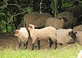 Schafe im Juni