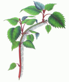 Schizophragma hydrangeoides branch.png