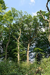 Schleswig-Holstein, Itzehoe, Landschaftsschutzgebiet Waldfläche Hackstruck NIK 6351.JPG