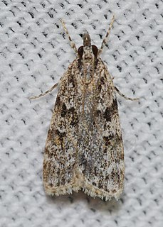 <i>Scoparia biplagialis</i> Species of moth