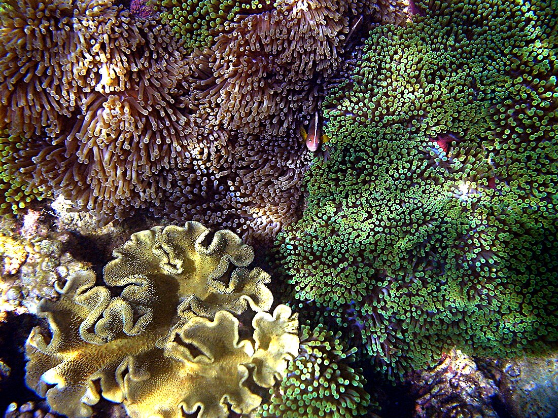 File:Sea anemones mad.JPG