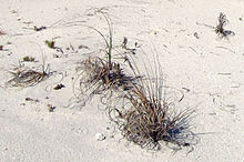 U. paniculata colonizing a sand dune at Dr. Von D. Mizell-Eula Johnson State Park, Florida.