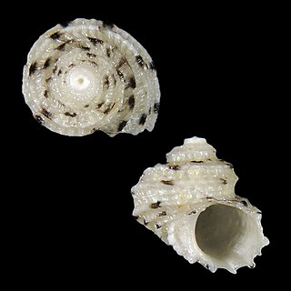 <i>Vaceuchelus entienzai</i> Species of gastropod