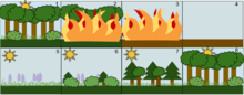 An example of secondary succession by stages:
A stable deciduous forest community.
A disturbance, such as a fire, starts.
The fire destroys the vegetation.
The fire leaves behind empty, but not destroyed soil.
Grasses and other herbaceous plants grow back first.
Small bushes and trees begin to colonize the public area.
Fast-growing evergreen trees and bamboo trees develop to their fullest, while shade-tolerant trees develop in the understory.
The short-lived and shade-intolerant evergreen trees die as the larger deciduous trees overtop them. The ecosystem is now back to a similar state to where it began. Secondary Succession.png