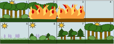 Secondary succession examples