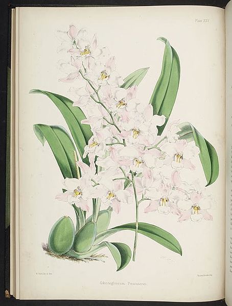 File:Select orchidaceous plants. (First series) (Plate XXV) BHL269497.jpg