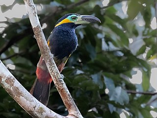 <span class="mw-page-title-main">Golden-collared toucanet</span> Species of bird