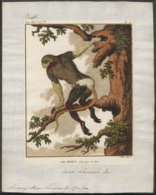 Red-shanked douc moving in a tree Semnopithecus nemaeus - 1700-1880 - Print - Iconographia Zoologica - Special Collections University of Amsterdam - UBA01 IZ19900033.tif
