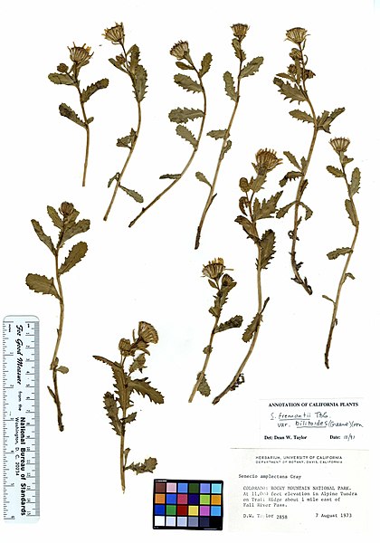 File:Senecio fremontii var. blitoides (5899138138).jpg