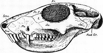 Illustration of the skull of Microgomphodon oligocynus, based on specimen AMNH FARB 5517, originally described as Sesamodon browni Sesamodon.jpg