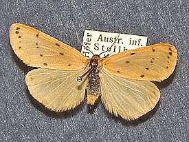 Setina irrorella