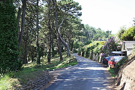 Shaded By Pines - geograph.org.uk - 208061.jpg